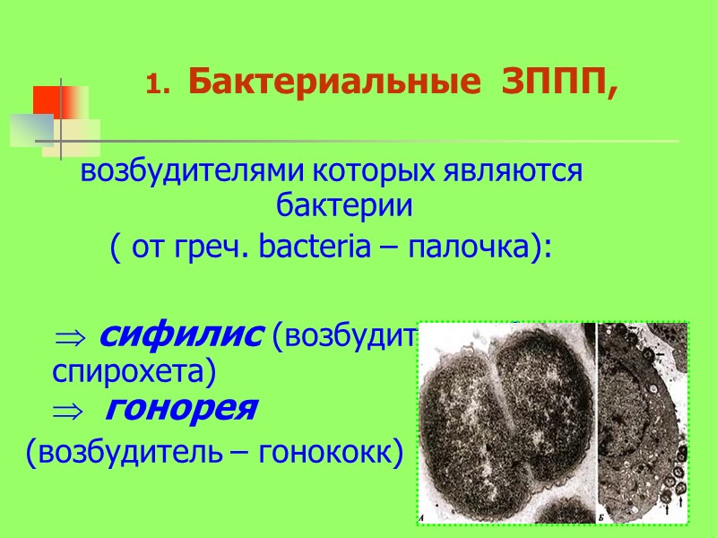 возбудителями которых являются бактерии  ( от греч. bacteria – палочка):   